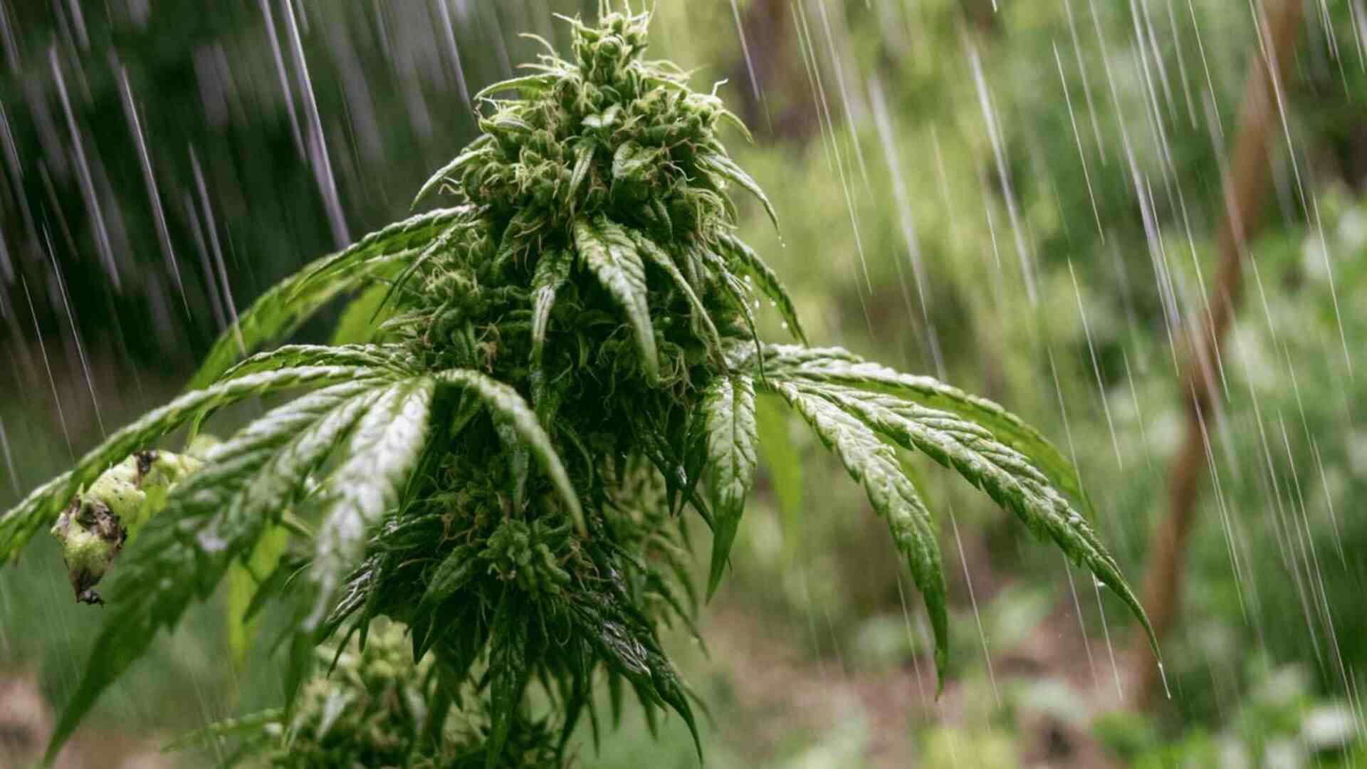 Mitigating Botrytis Cinerea in Outdoor Australian Cannabis Cultivations: Integrated Pest Management