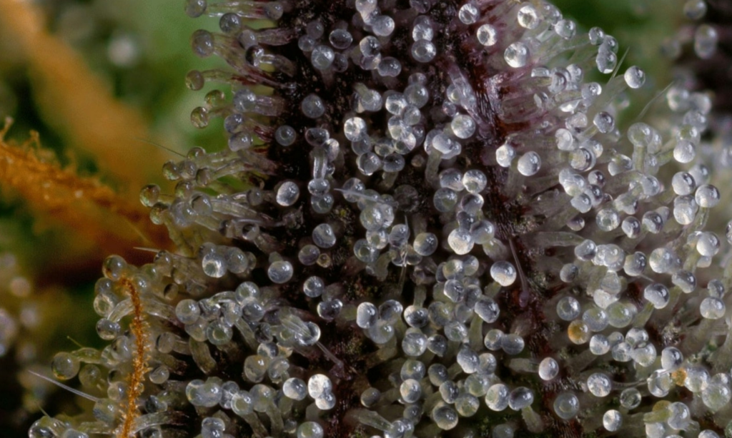 Microscopic view of cannabis trichomes
