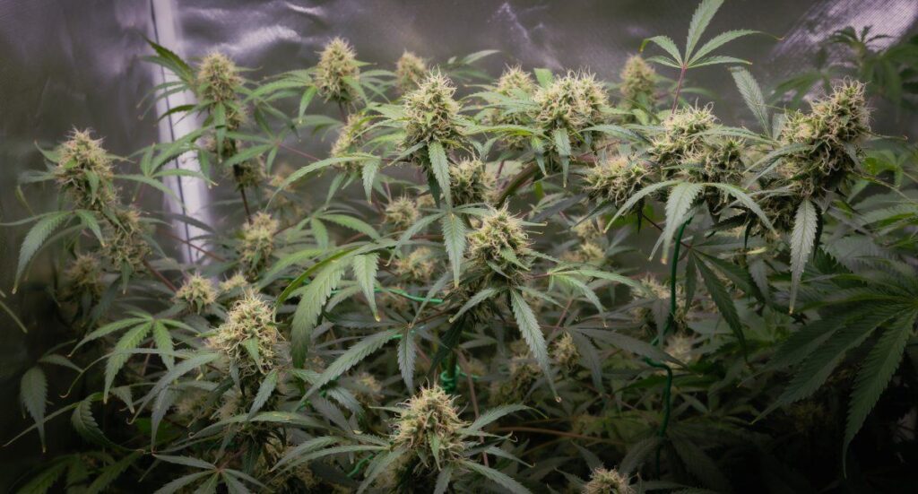 Cannabis roots in coco coir