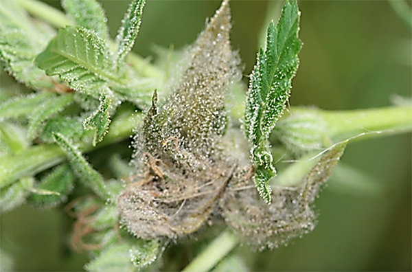 Cannabis bud rot infection