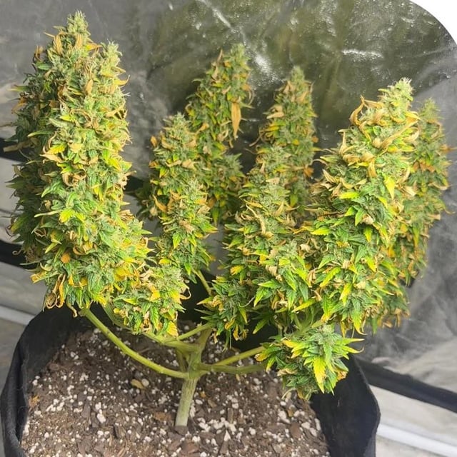 Researcher inspecting living soil for cannabis