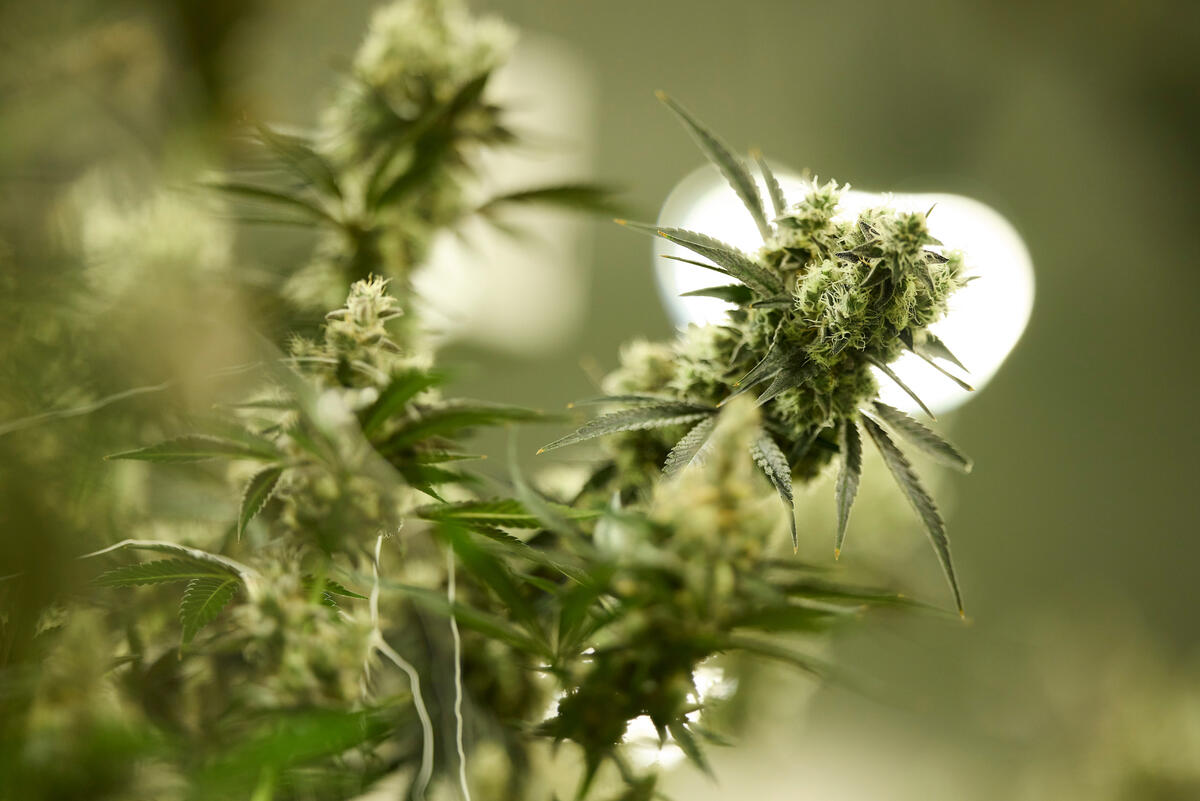 Navigating the TGA’s Special Access Scheme for Medical Cannabis in Remote Australian Regions