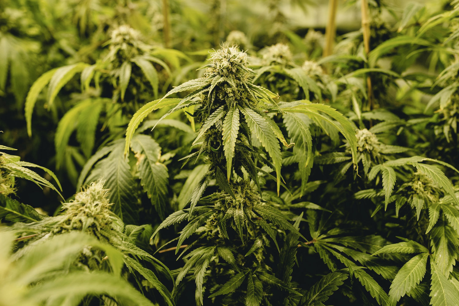 Perceptions of Cannabis Normalization Among Young Adults in Urban Australian Centres